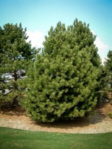 Сосна Чёрная (Pinus Nigra) купить по цене от 270.00р. в интернет-магазине «Посадика» с доставкой почтой в в Каменногорске и по всей России – [изображение №1].