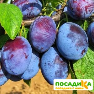 Слива Чачакская ранняя купить по цене от 229.00р. в интернет-магазине «Посадика» с доставкой почтой в в Каменногорске и по всей России – [изображение №1].