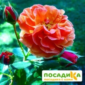 Роза Арабия купить по цене от 350.00р. в интернет-магазине «Посадика» с доставкой почтой в в Каменногорске и по всей России – [изображение №1].