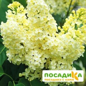 Сирень Примроуз (Primrose) купить по цене от 529.00р. в интернет-магазине «Посадика» с доставкой почтой в в Каменногорске и по всей России – [изображение №1].