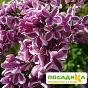 Сирень Сенсация купить по цене от 529.00р. в интернет-магазине «Посадика» с доставкой почтой в в Каменногорске и по всей России – [изображение №1].