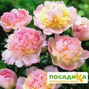 Пион Распберри Сандей (Paeonia Raspberry Sundae) купить по цене от 959р. в интернет-магазине «Посадика» с доставкой почтой в в Каменногорске и по всей России – [изображение №1].