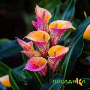 Калла Оникс купить по цене от 450р. в интернет-магазине «Посадика» с доставкой почтой в в Каменногорске и по всей России – [изображение №1].