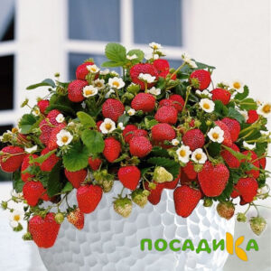 Клубника Рубиновый Шепот (горшечная) купить по цене от 240р. в интернет-магазине «Посадика» с доставкой почтой в в Каменногорске и по всей России – [изображение №1].