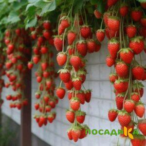 Клубника вьющаяся Комплимент купить по цене от 470р. в интернет-магазине «Посадика» с доставкой почтой в в Каменногорске и по всей России – [изображение №1].