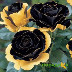 Роза Ханни Сикл купить по цене от 700р. в интернет-магазине «Посадика» с доставкой почтой в в Каменногорске и по всей России – [изображение №1].