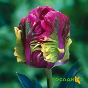 Тюльпан Экзотик Хэвен купить по цене от 186р. в интернет-магазине «Посадика» с доставкой почтой в в Каменногорске и по всей России – [изображение №1].