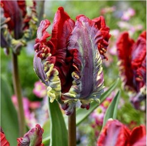 Тюльпан Рококо купить по цене от 350р. в интернет-магазине «Посадика» с доставкой почтой в в Каменногорске и по всей России – [изображение №1].