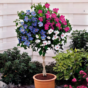 Гибискус-Дерево Триколор купить по цене от 289р. в интернет-магазине «Посадика» с доставкой почтой в в Каменногорске и по всей России – [изображение №1].