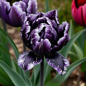 Тюльпан Индиго купить по цене от 600р. в интернет-магазине «Посадика» с доставкой почтой в в Каменногорске и по всей России – [изображение №1].
