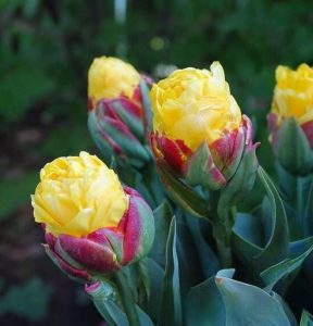 Тюльпан Айс Крим Банана купить по цене от 360р. в интернет-магазине «Посадика» с доставкой почтой в в Каменногорске и по всей России – [изображение №1].