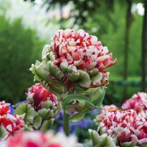 Тюльпан Дабл Флеминг Берд купить по цене от 249р. в интернет-магазине «Посадика» с доставкой почтой в в Каменногорске и по всей России – [изображение №1].