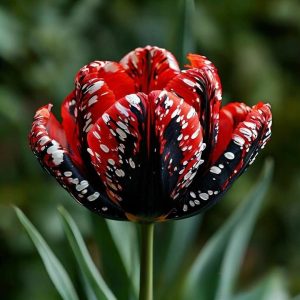 Тюльпан Вельвет Файер купить по цене от 394р. в интернет-магазине «Посадика» с доставкой почтой в в Каменногорске и по всей России – [изображение №1].