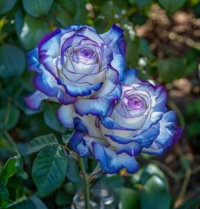 Роза Пэтолз Хоуп купить по цене от 333р. в интернет-магазине «Посадика» с доставкой почтой в в Каменногорске и по всей России – [изображение №1].