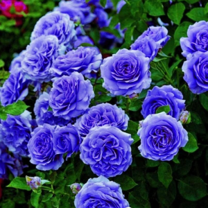 Роза Блю Мун купить по цене от 450р. в интернет-магазине «Посадика» с доставкой почтой в в Каменногорске и по всей России – [изображение №1].