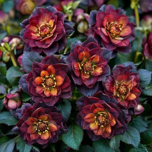 Морозник Сноу Дроп купить по цене от 348р. в интернет-магазине «Посадика» с доставкой почтой в в Каменногорске и по всей России – [изображение №1].