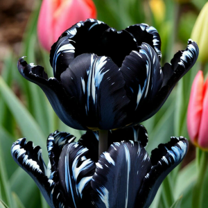 Тюльпан Шелк Нуар купить по цене от 219р. в интернет-магазине «Посадика» с доставкой почтой в в Каменногорске и по всей России – [изображение №1].