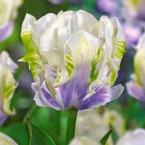 Тюльпан Уайт Лизарт купить по цене от 360р. в интернет-магазине «Посадика» с доставкой почтой в в Каменногорске и по всей России – [изображение №1].