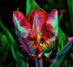 Тюльпан Эирпрайз купить по цене от 270р. в интернет-магазине «Посадика» с доставкой почтой в в Каменногорске и по всей России – [изображение №1].