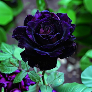 Роза Блэк Пантер купить по цене от 319р. в интернет-магазине «Посадика» с доставкой почтой в в Каменногорске и по всей России – [изображение №1].