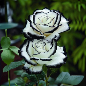 Роза Силк Ивин купить по цене от 319р. в интернет-магазине «Посадика» с доставкой почтой в в Каменногорске и по всей России – [изображение №1].