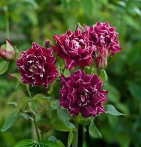 Роза Опаловый Пейзаж купить по цене от 490р. в интернет-магазине «Посадика» с доставкой почтой в в Каменногорске и по всей России – [изображение №1].